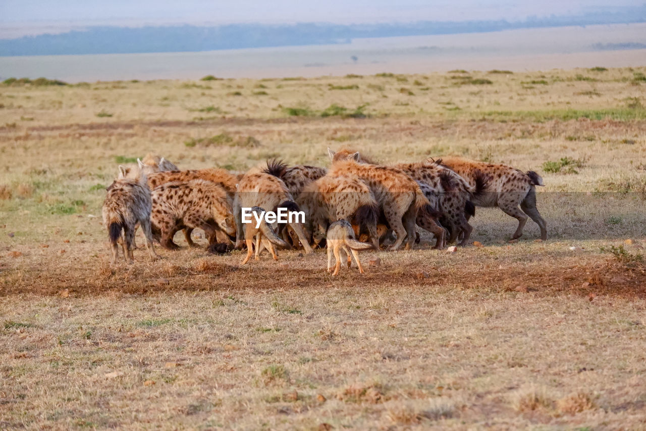 A pack of hyenas fights over and devours a wildebeest carcass while jackals linger nearby