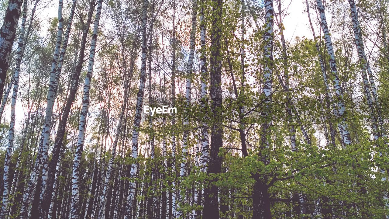 LOW ANGLE VIEW OF TREES AGAINST SKY