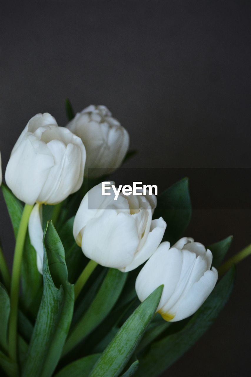 Close-up of flowers blooming outdoors