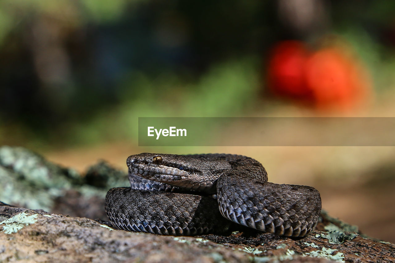 Close-up of lizard on rock, snake