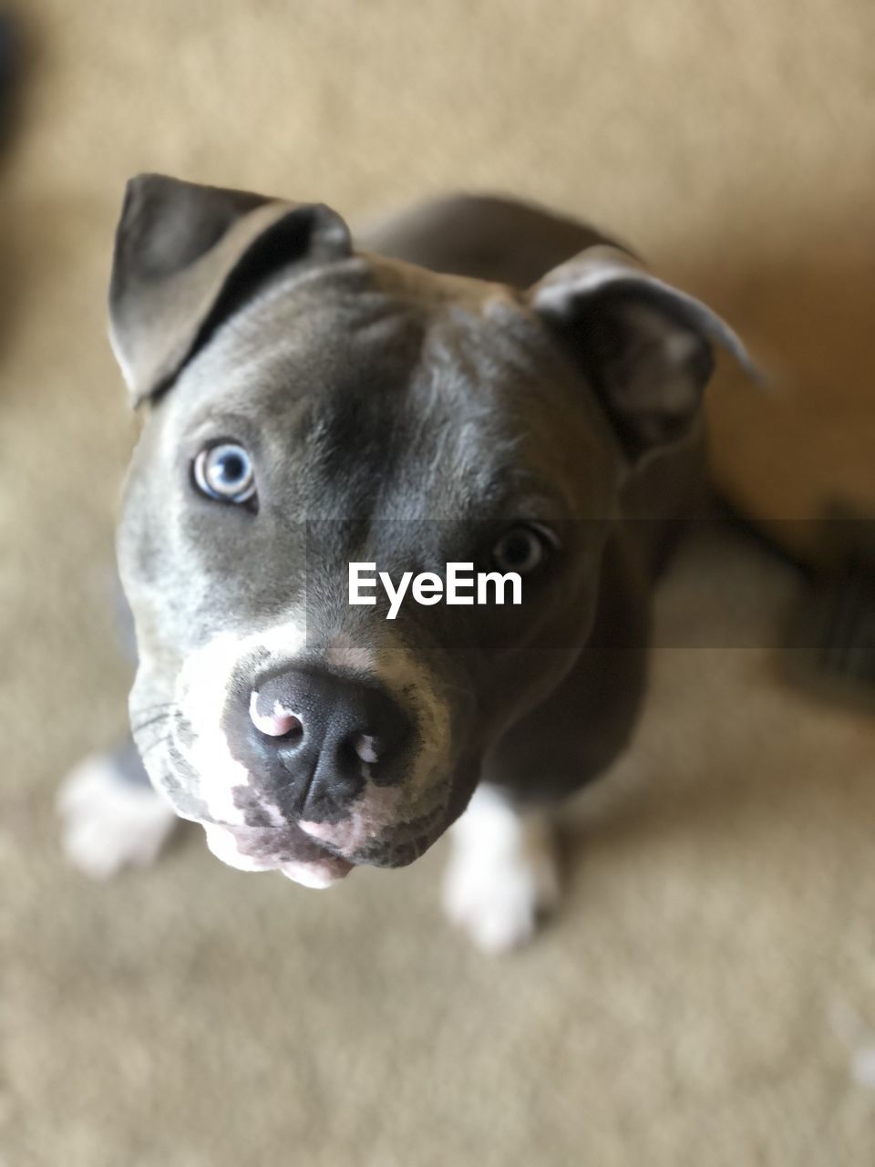 Close-up portrait of dog