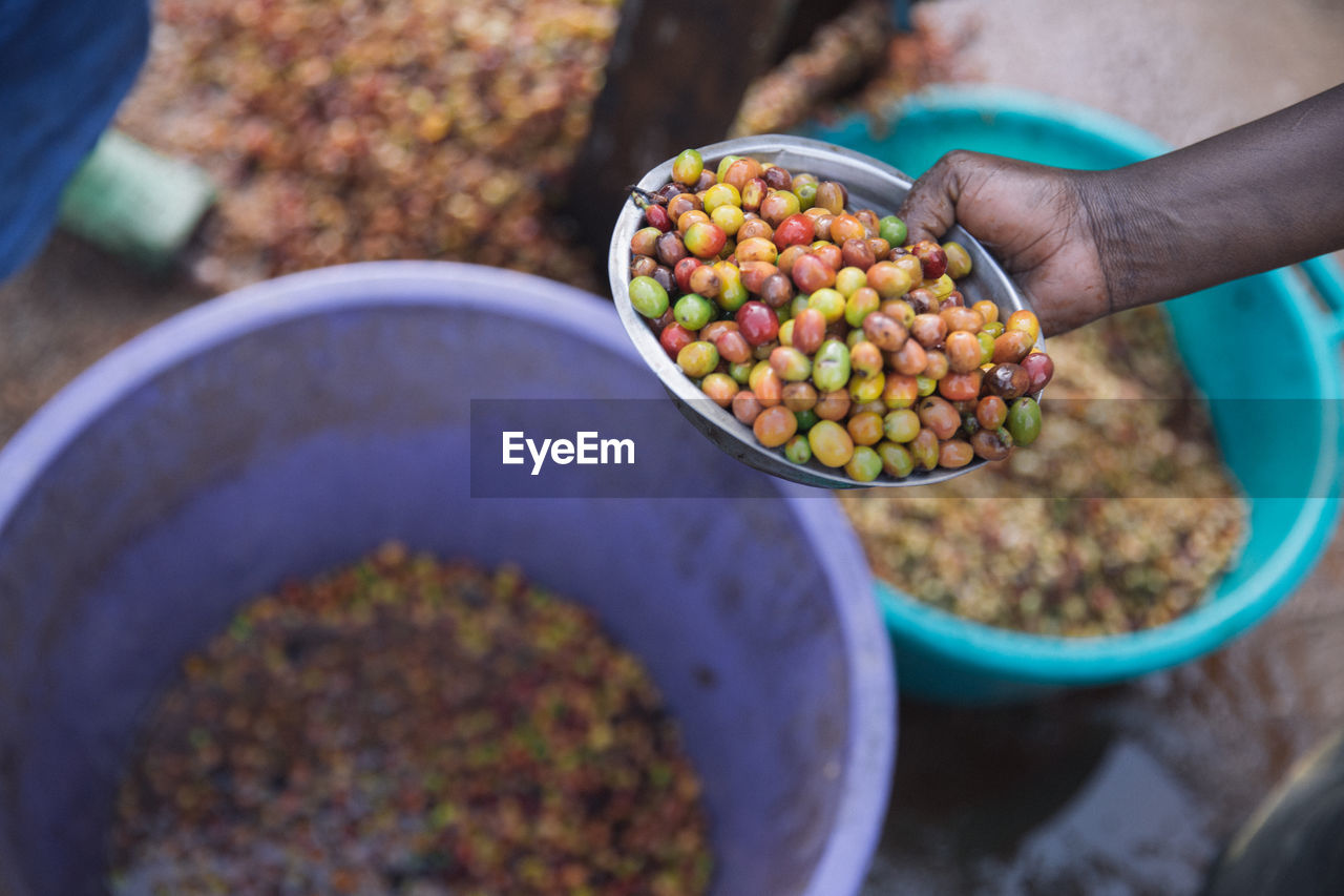 High angle view of hand holding coffee beans being cleaned.