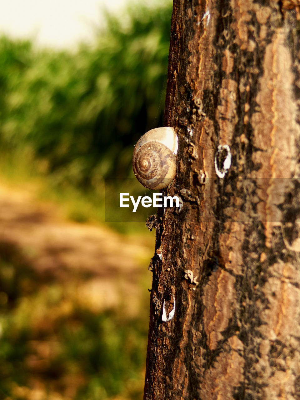 Close-up of tree trunk