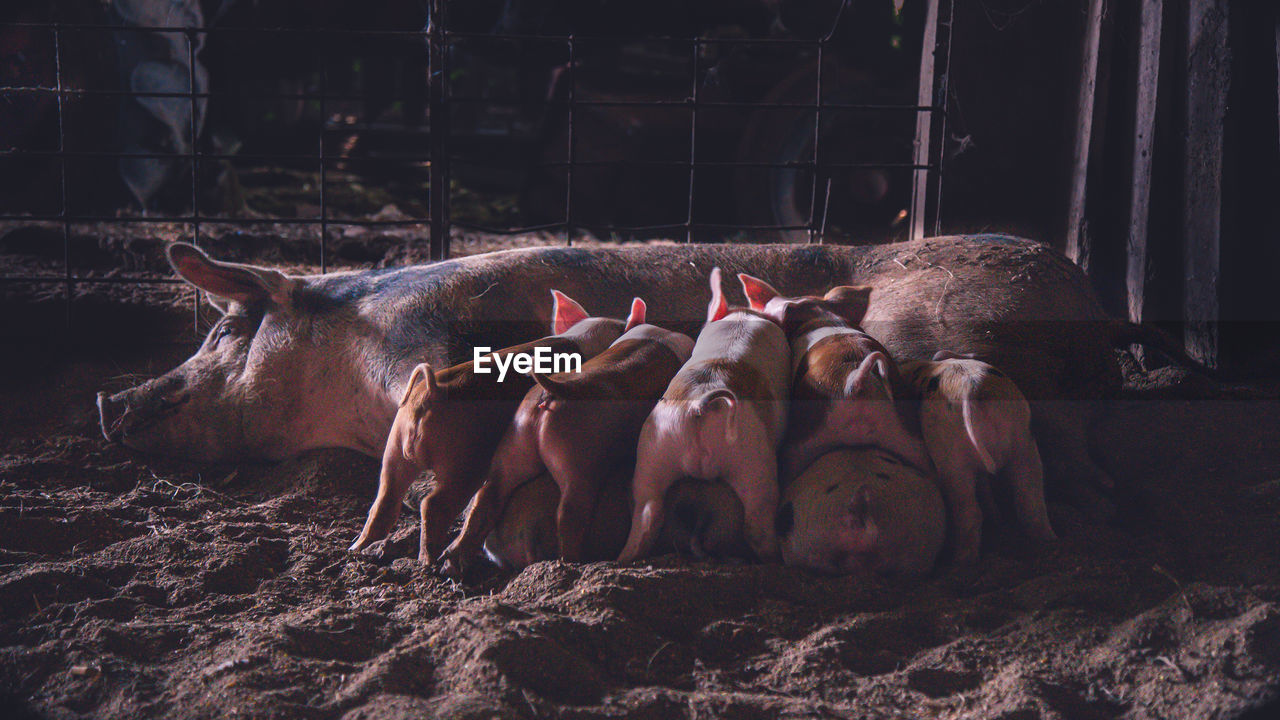 Close-up of pigs, mother and feeding babies. sow and piglets. farm animals in barn