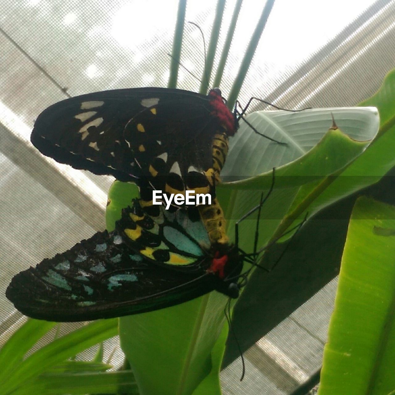 Close-up of butterflies mating on houseplant by window