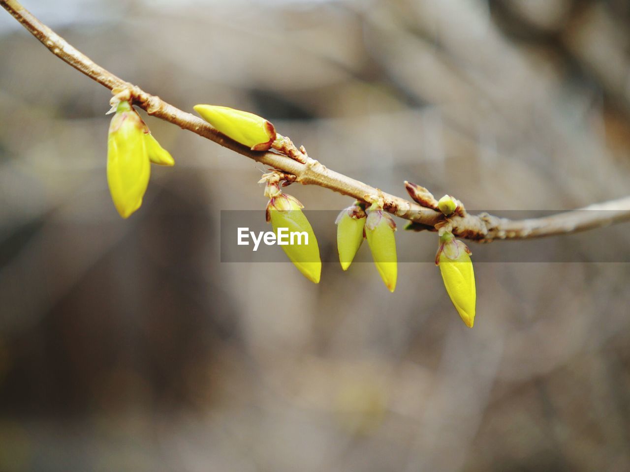 Close-up of flower bud