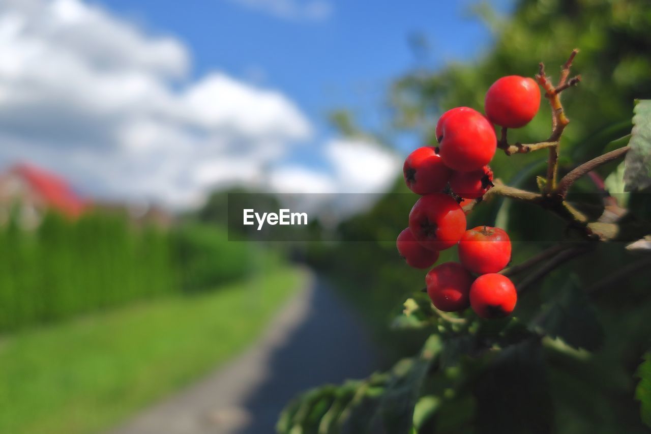 CLOSE-UP OF RED BERRIES GROWING ON TREE