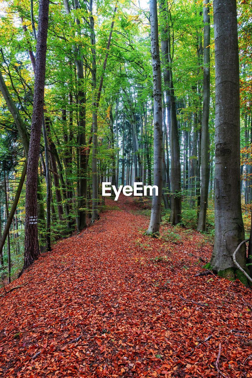 Footpath amidst trees in forest during autumn