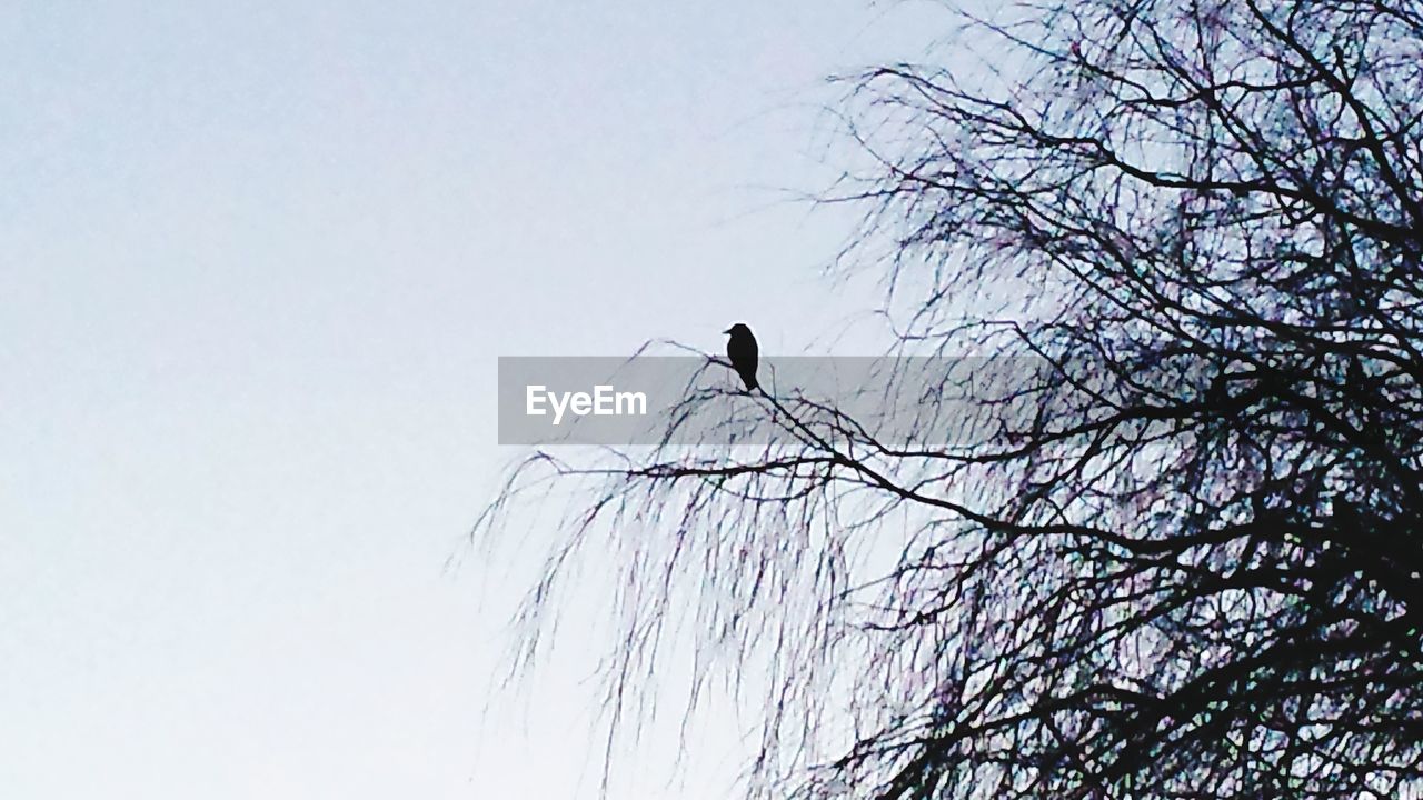 LOW ANGLE VIEW OF BIRDS ON TREE