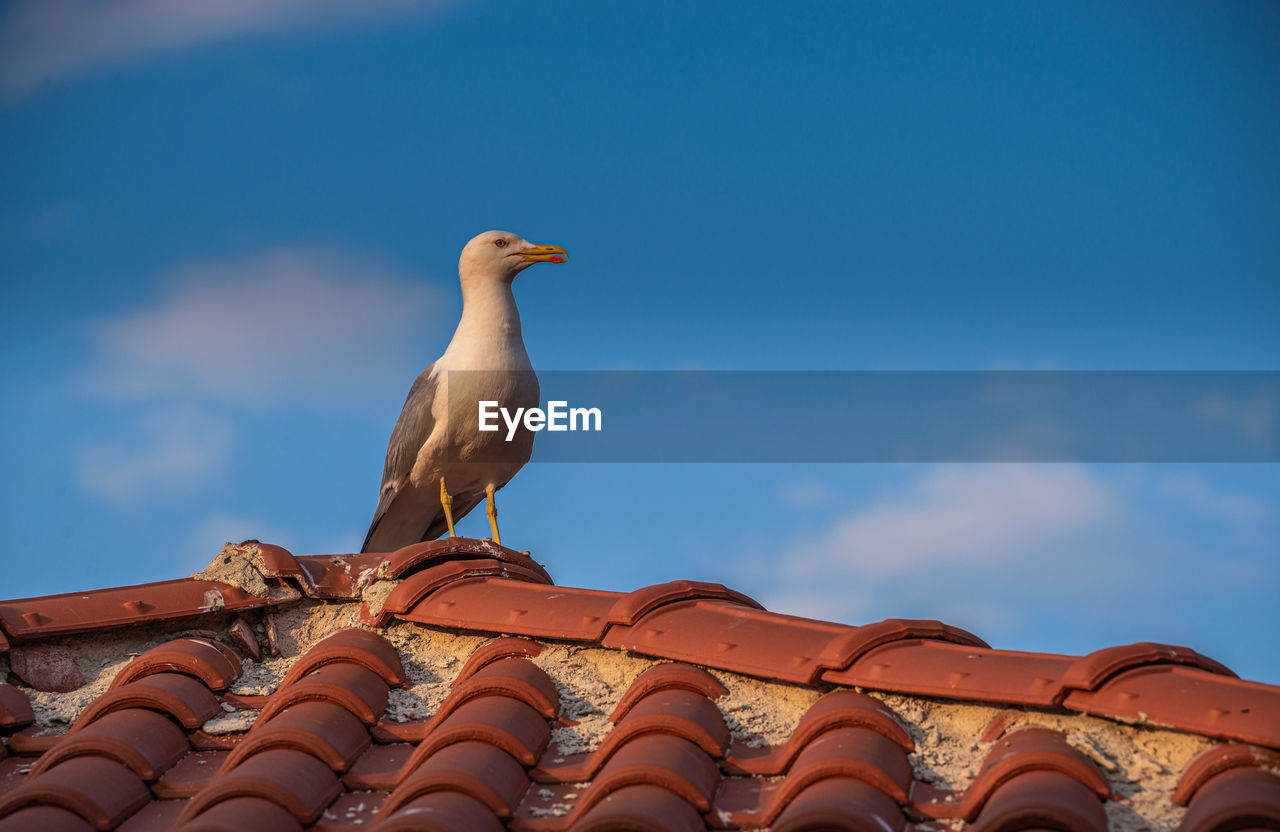 LOW ANGLE VIEW OF PIGEON PERCHING ON ROOF AGAINST SKY