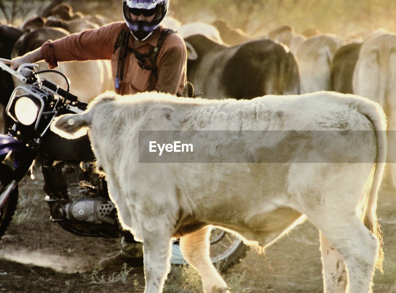 Close-up of man and cow