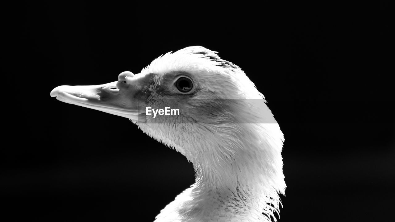 CLOSE-UP OF A BIRD