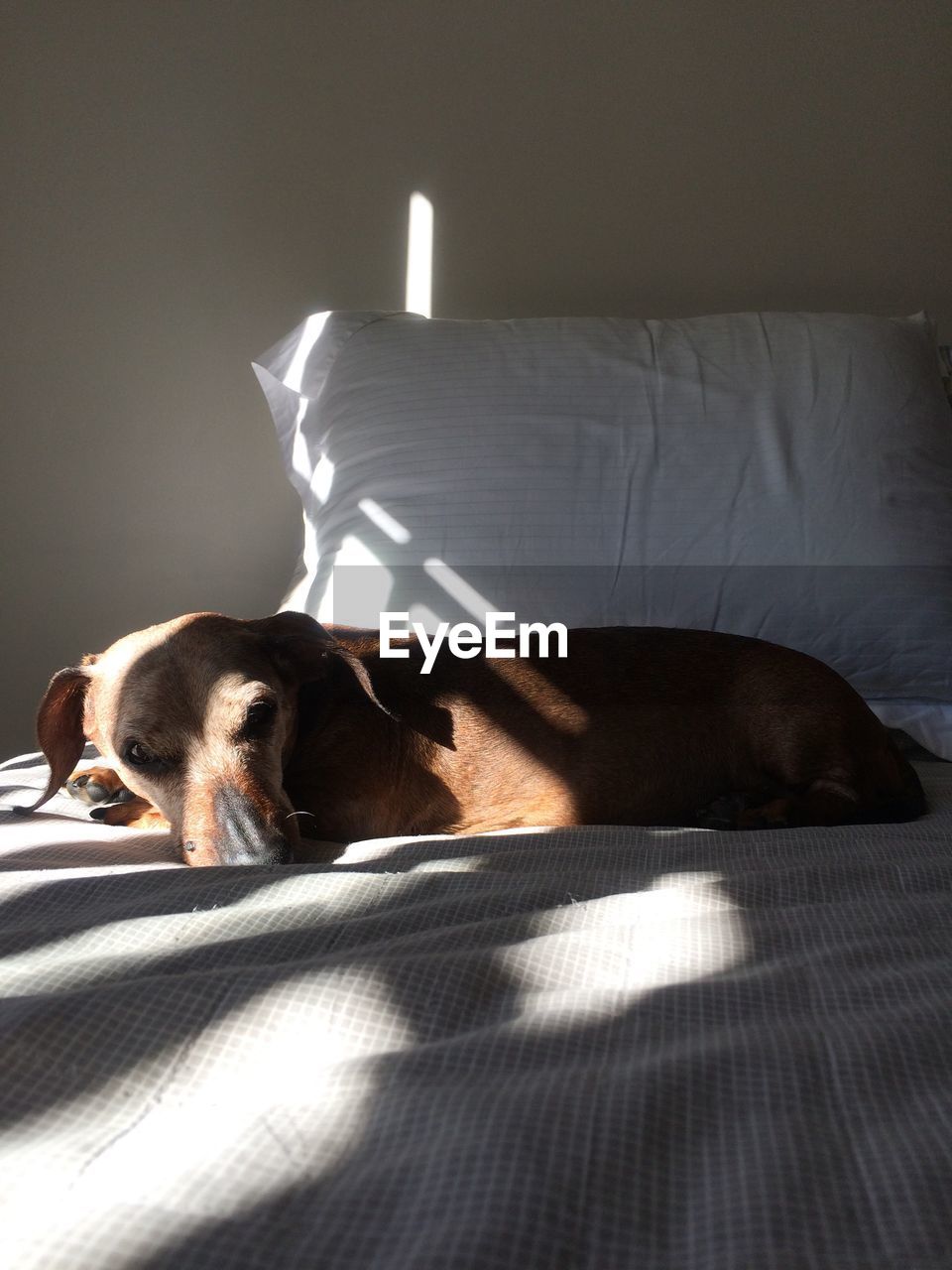 VIEW OF DOG RESTING ON BED