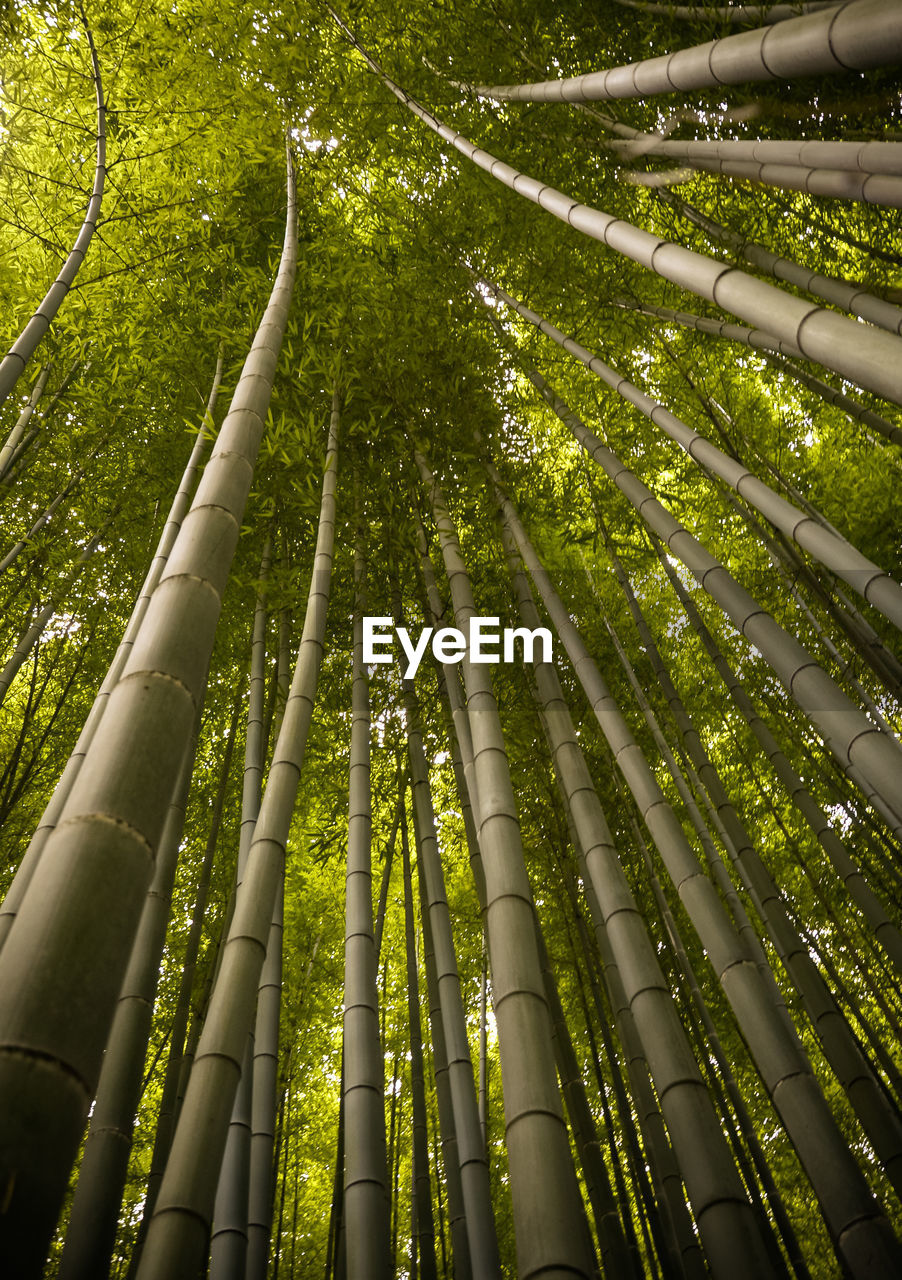 Beautiful, green arashiyama bamboo forest in kyoto, japan. july 2016