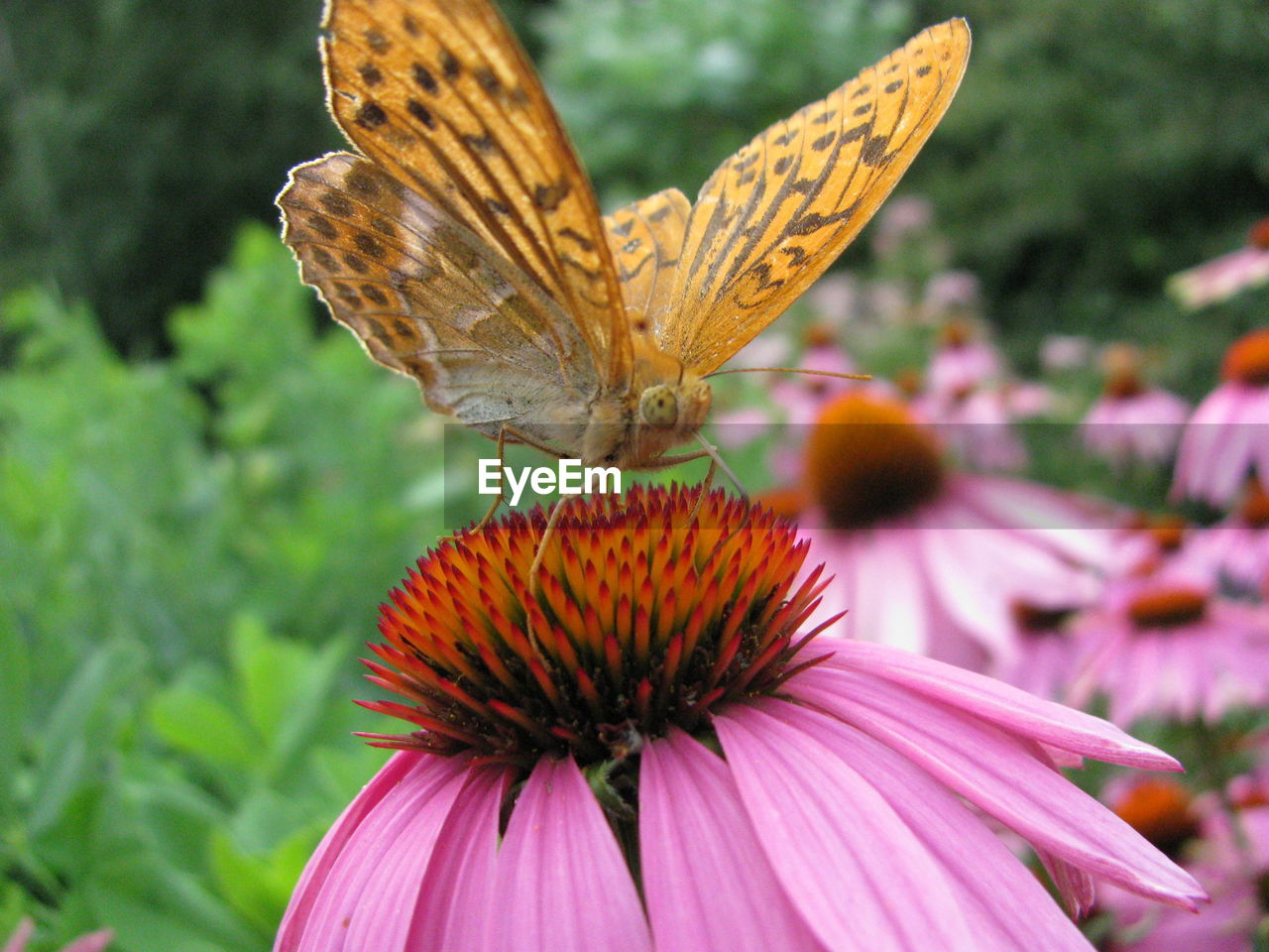 CLOSE-UP OF BUTTERFLY ON FLOWER