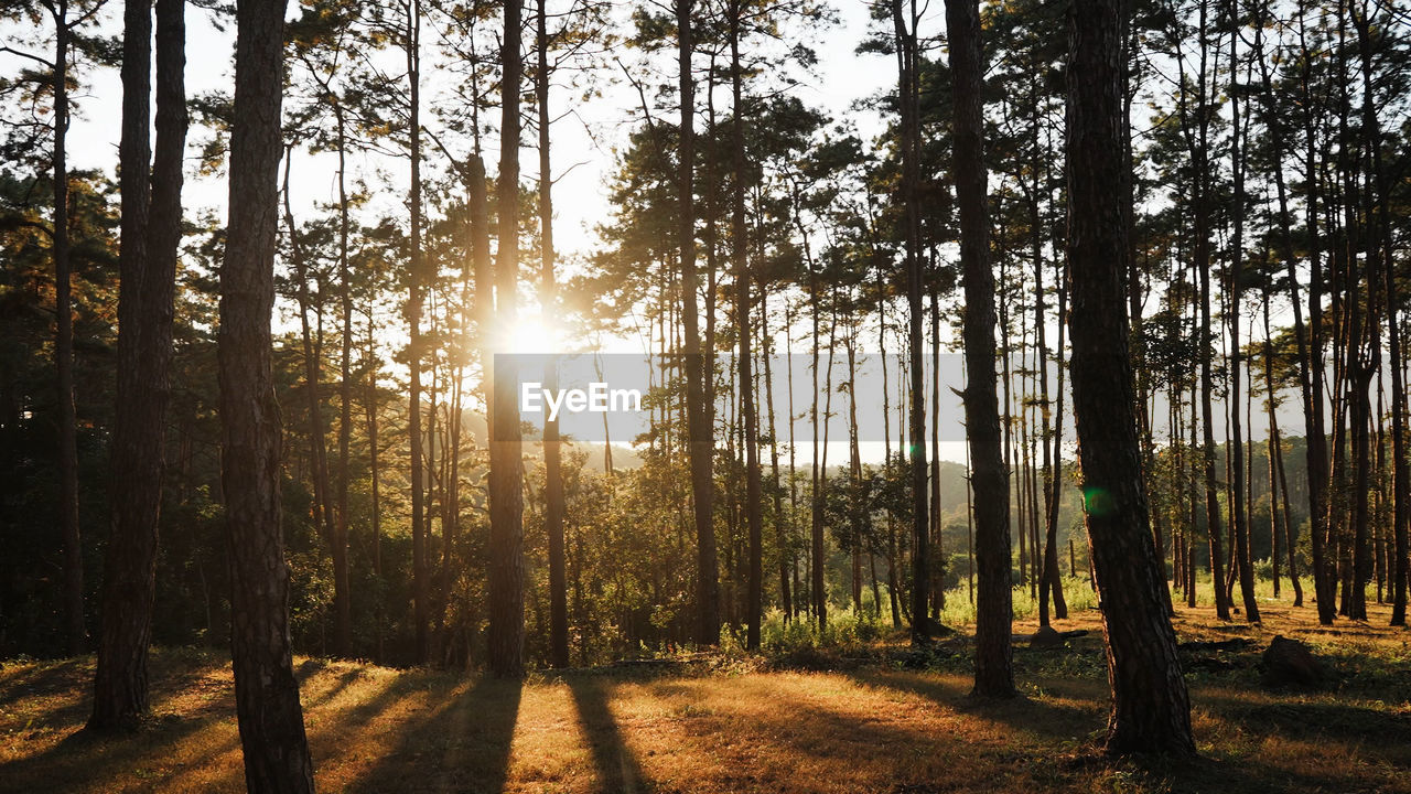 SUNLIGHT STREAMING ON TREES IN FOREST