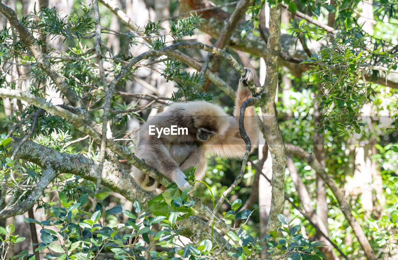 Gibbon at monkeyland in plettenberg bay south africa