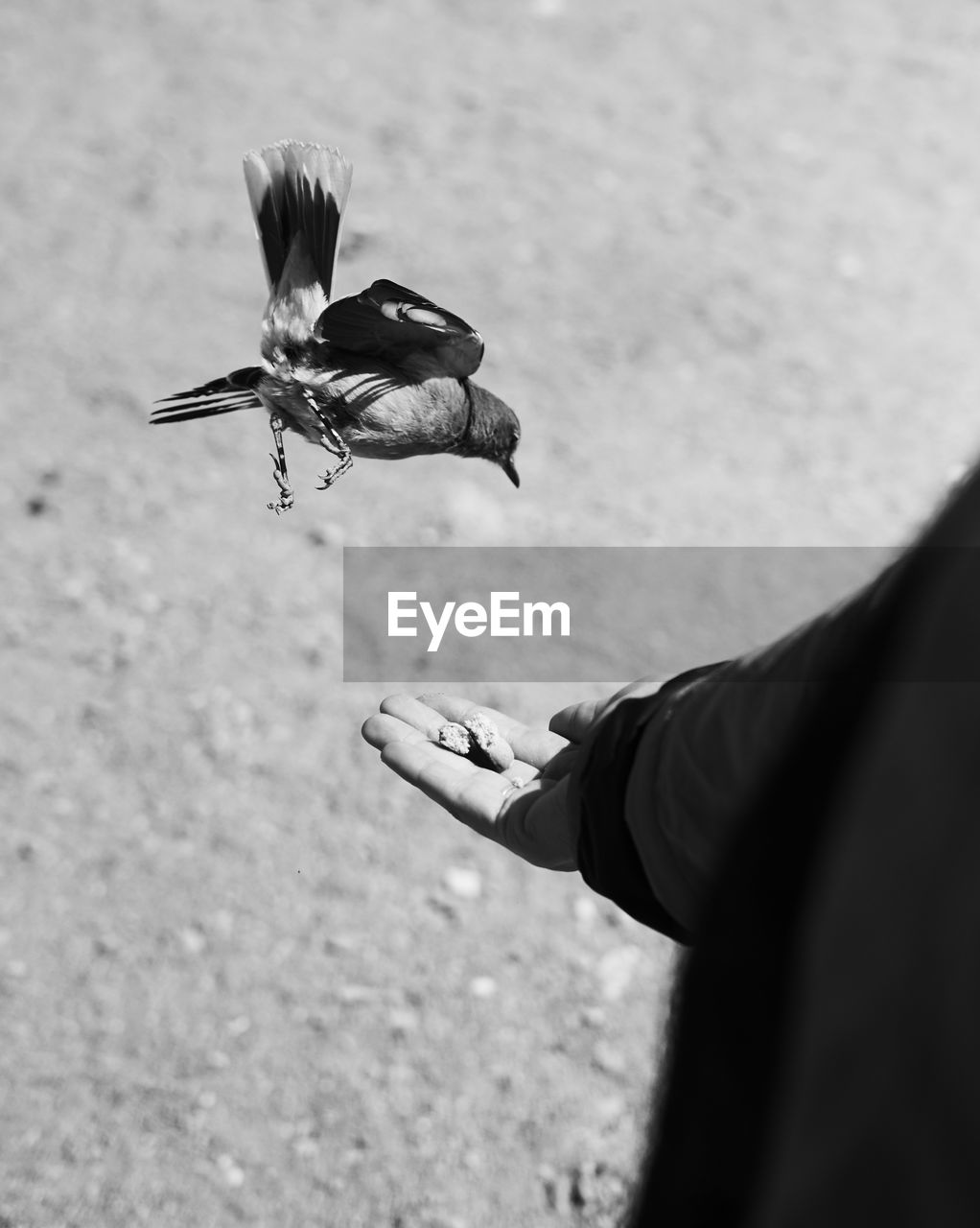 CLOSE-UP OF WOMAN HAND WITH BIRD