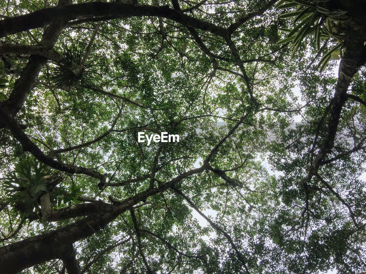 LOW ANGLE VIEW OF TREES IN THE FOREST