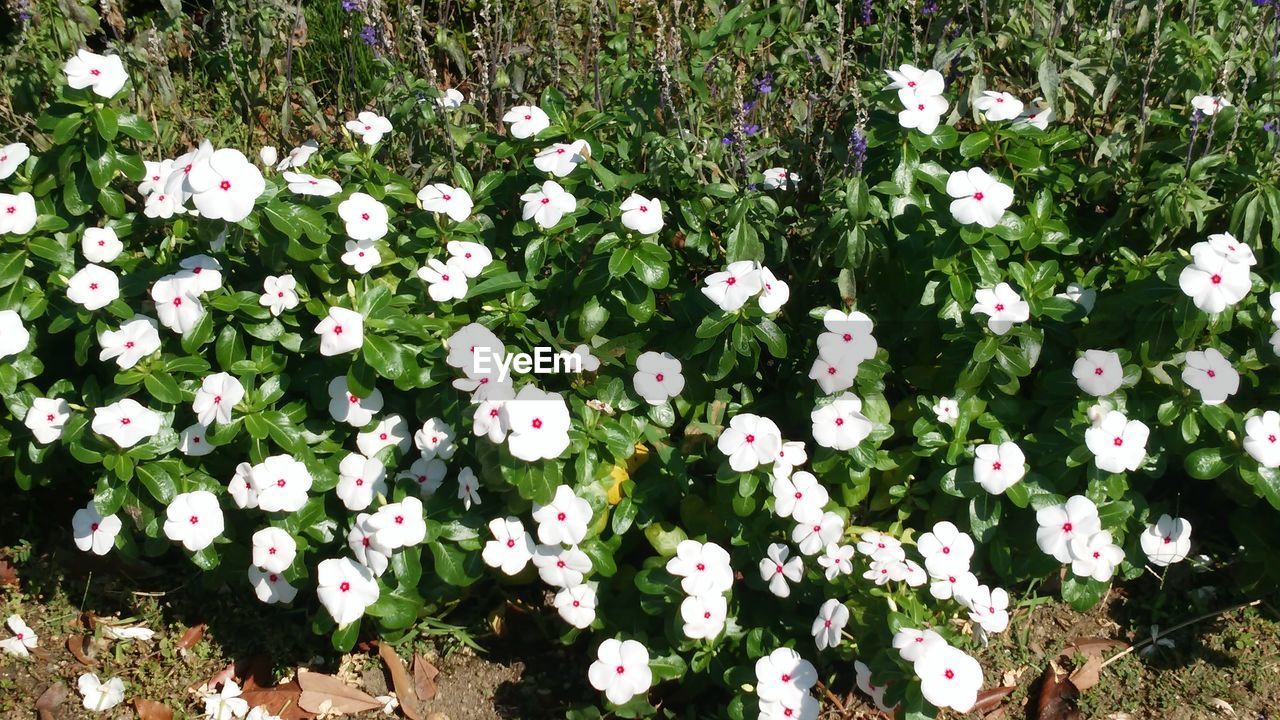 FLOWERS BLOOMING IN PARK