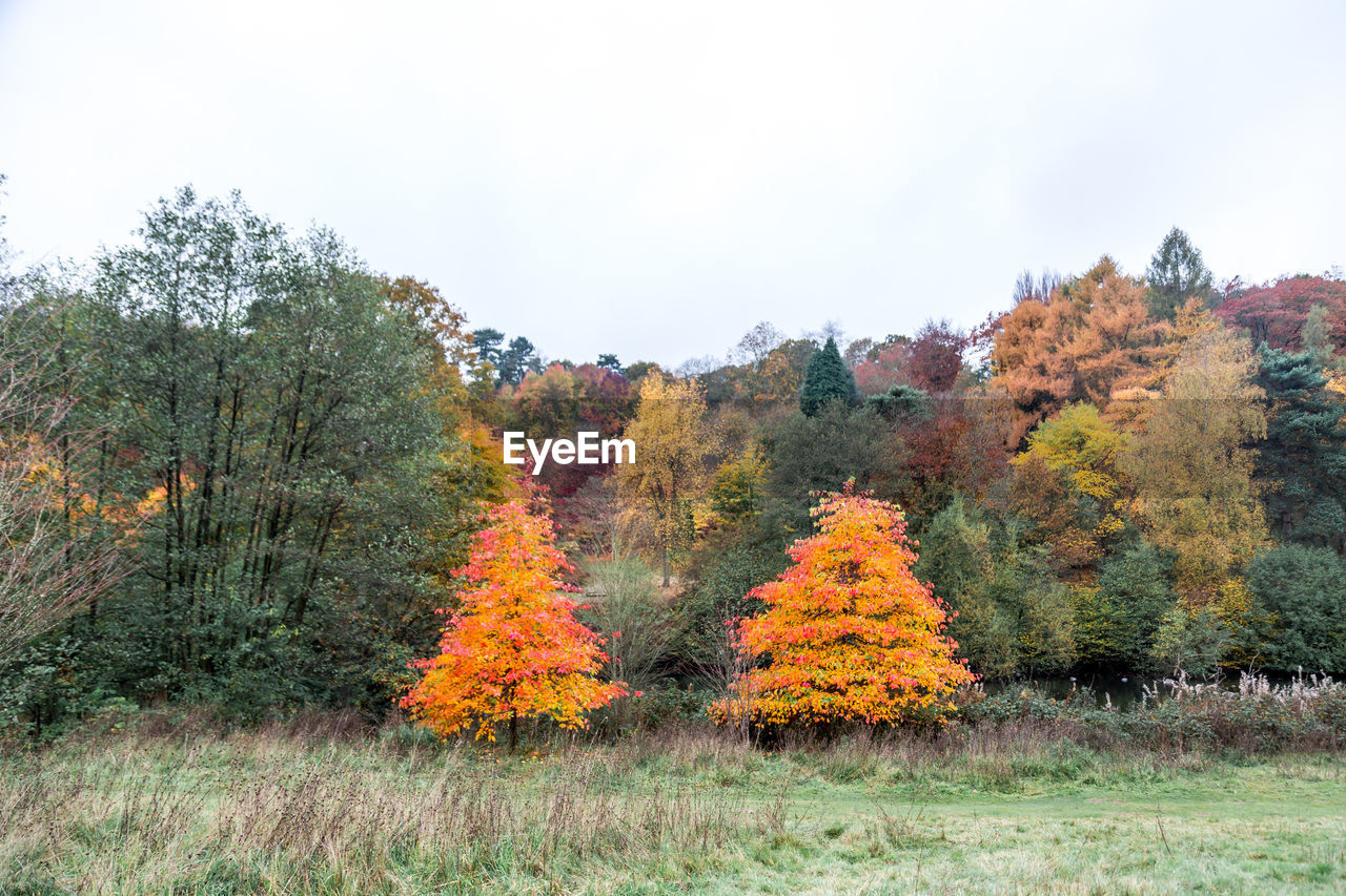 TREES ON FIELD