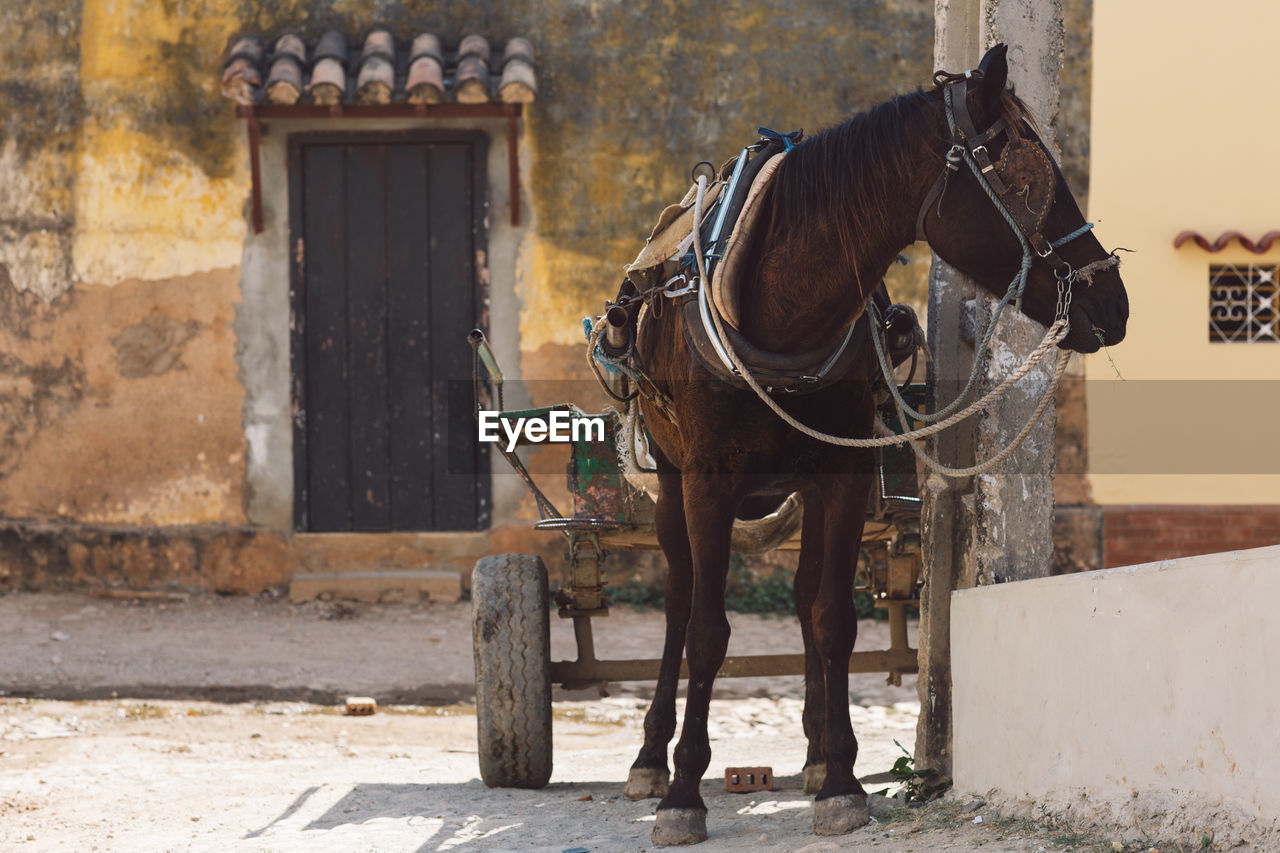 Horse standing in a building