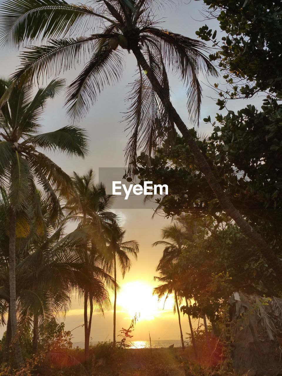 LOW ANGLE VIEW OF SILHOUETTE PALM TREES AGAINST SKY