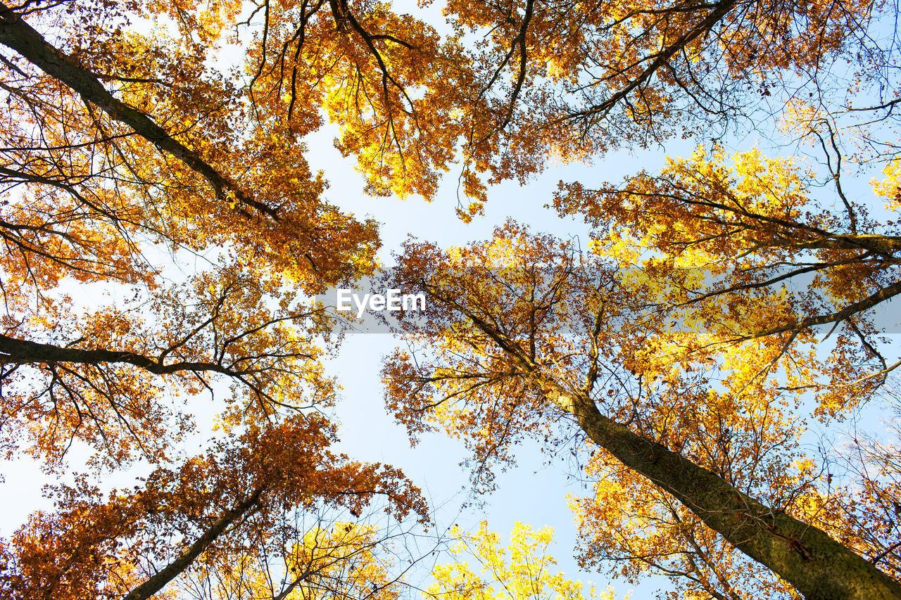 Low angle view of tall trees against sky during autumn