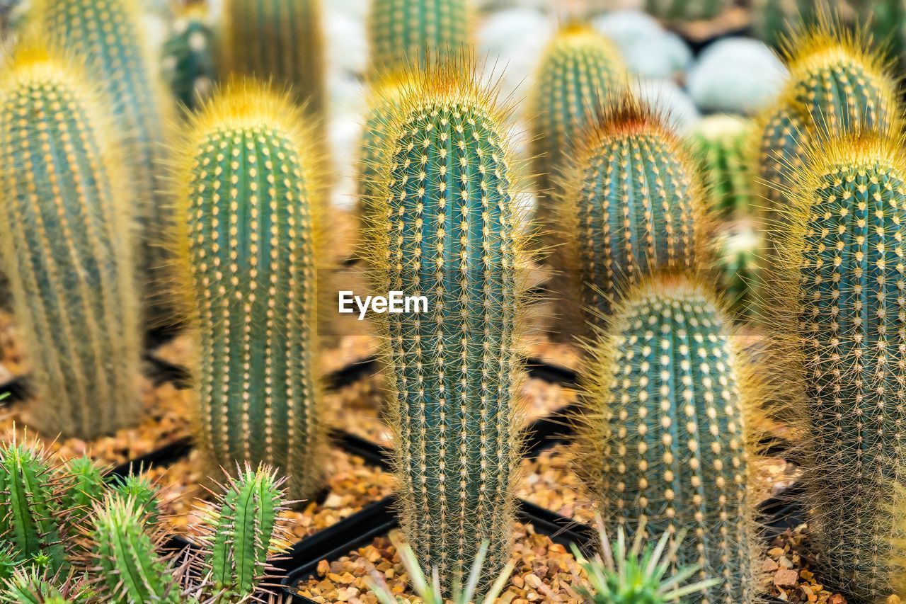 cactus, succulent plant, plant, growth, thorn, nature, beauty in nature, no people, green, sharp, spiked, land, field, desert, flower, outdoors, close-up, day, sign, plant stem, arid climate, scenics - nature, climate, warning sign, san pedro cactus, communication, environment, tranquility, barrel cactus, focus on foreground