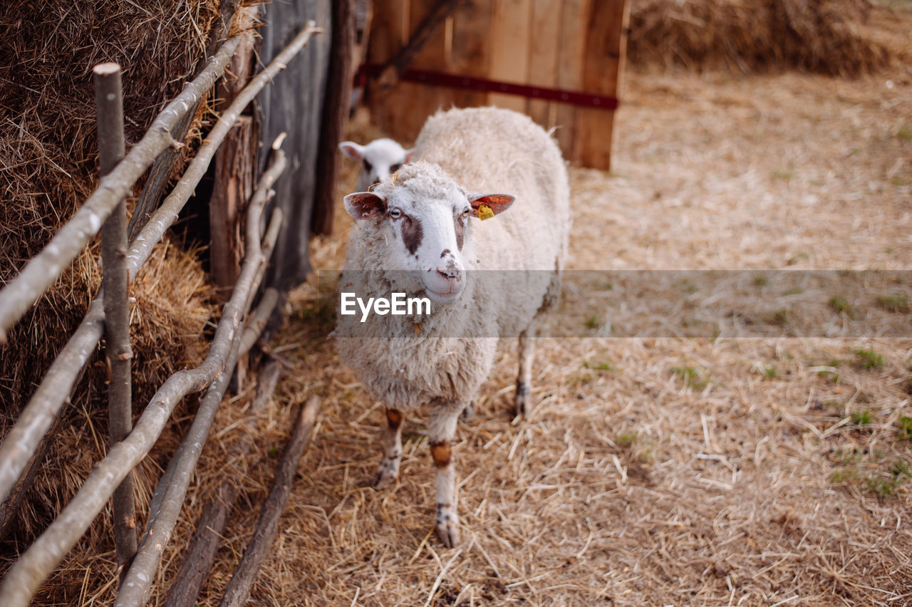 PORTRAIT OF SHEEP BY FIELD