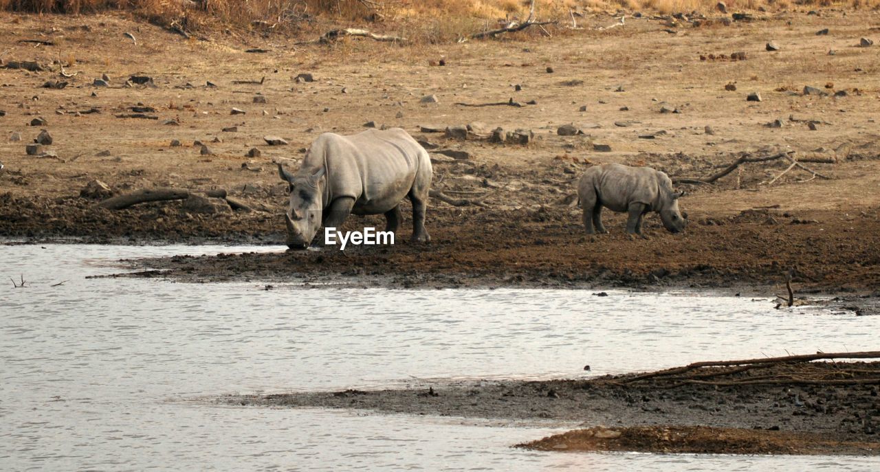 Rhinos on lakeshore