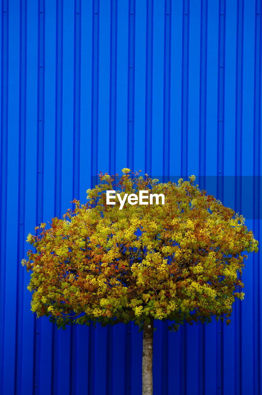 YELLOW FLOWERING PLANT AGAINST BLUE SKY