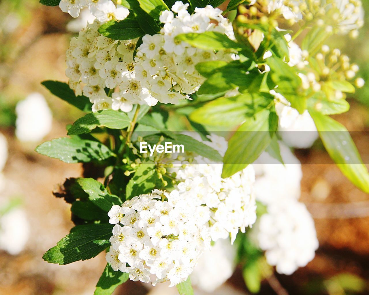 CLOSE-UP OF WHITE FLOWER