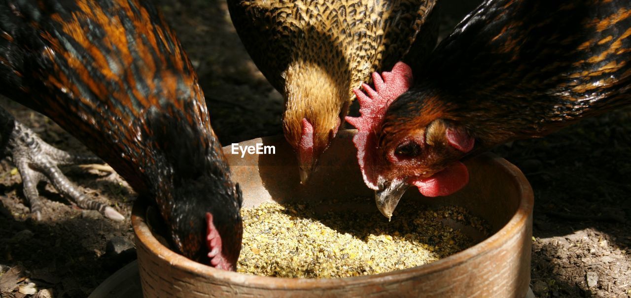 CLOSE-UP OF BIRDS IN A BIRD