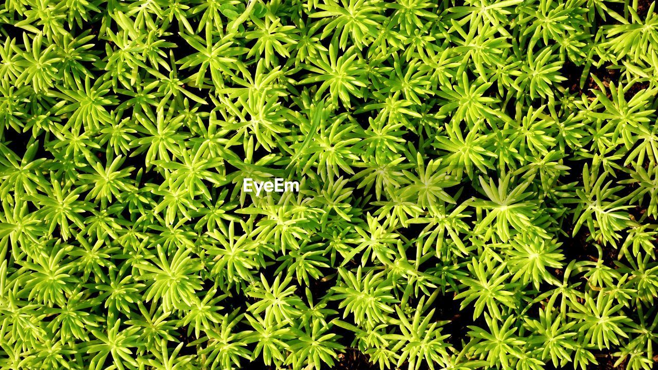 Full frame shot of plants
