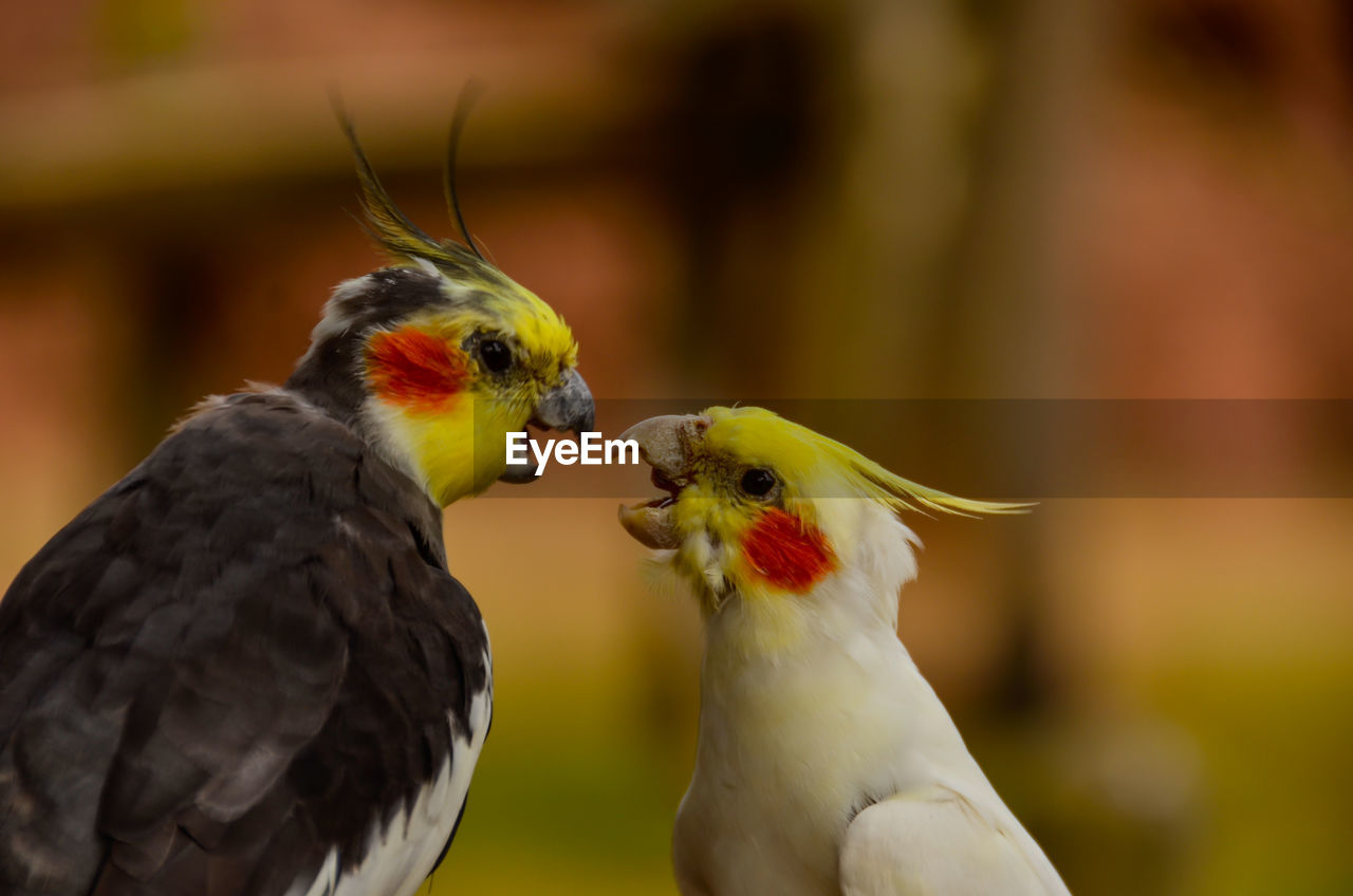 Close-up of two parrots