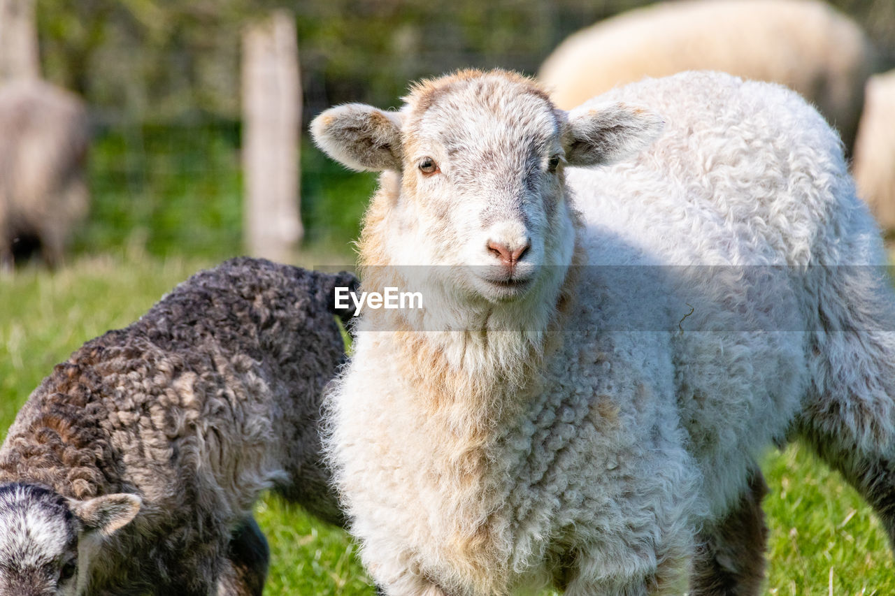 PORTRAIT OF SHEEP