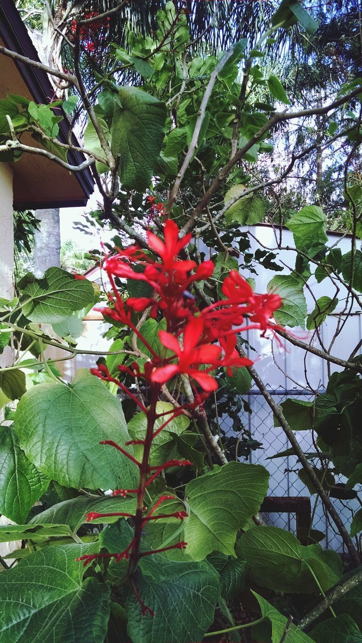CLOSE-UP OF RED FLOWERS BLOOMING ON TREE