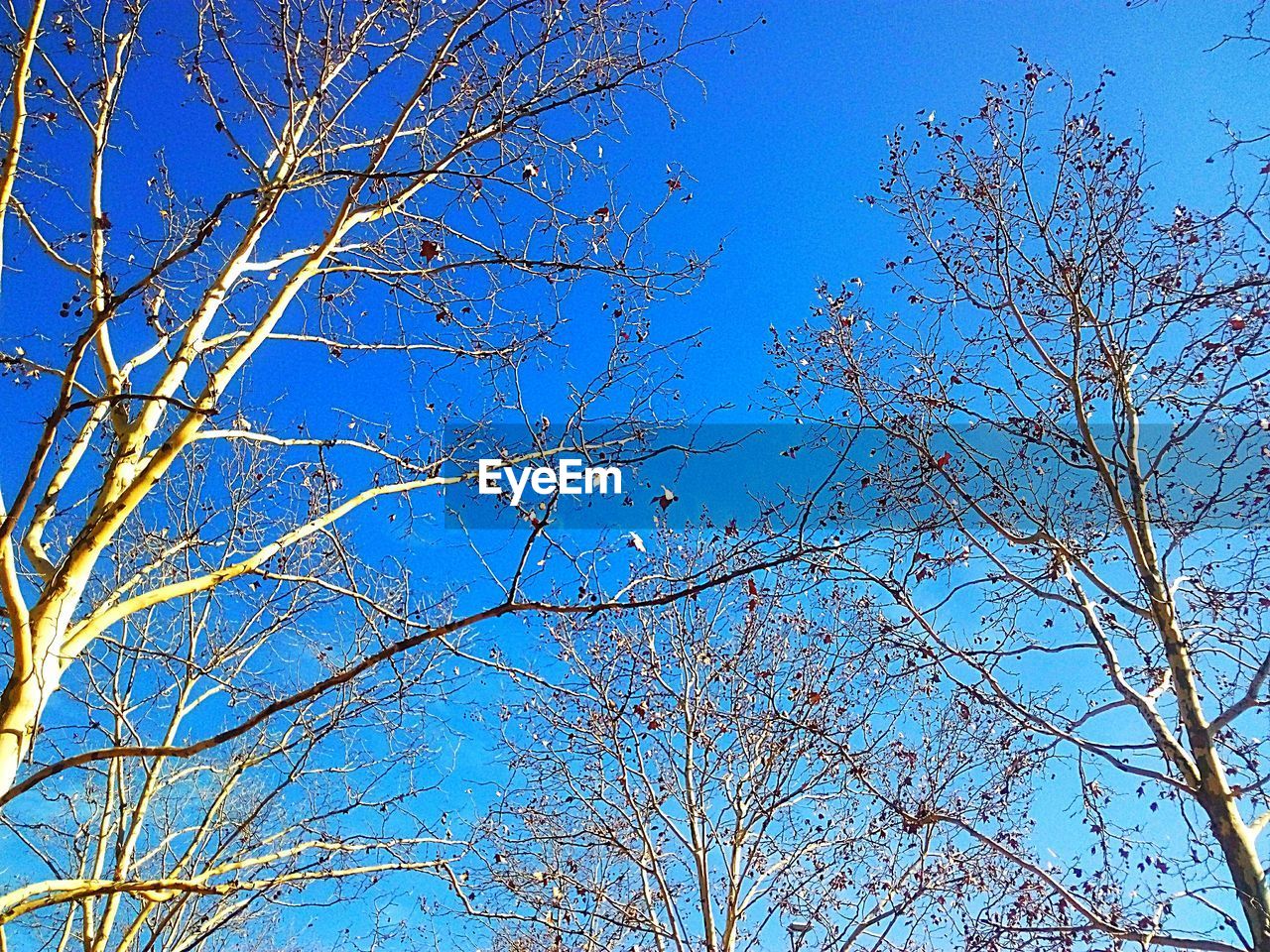 LOW ANGLE VIEW OF BRANCHES AGAINST BLUE SKY