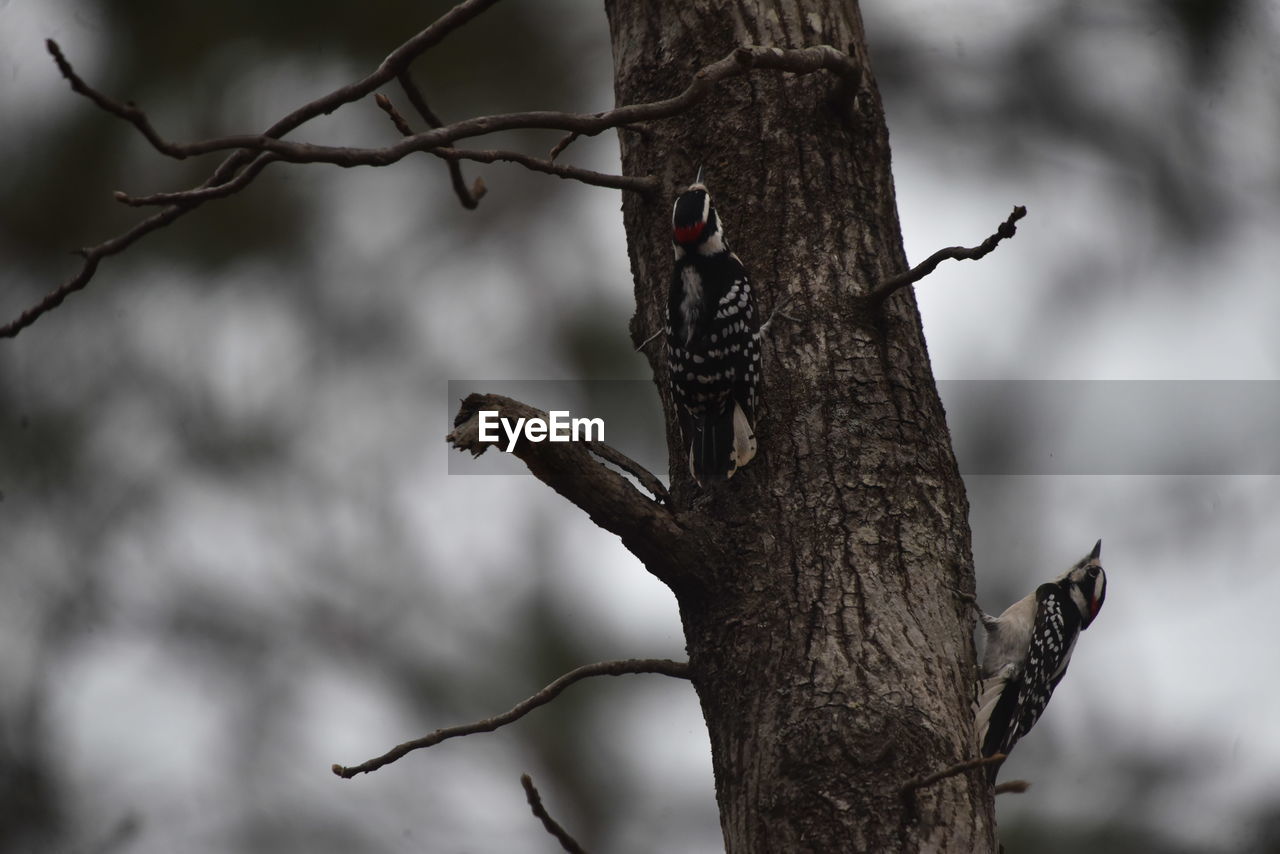 VIEW OF BIRD PERCHING ON BRANCH