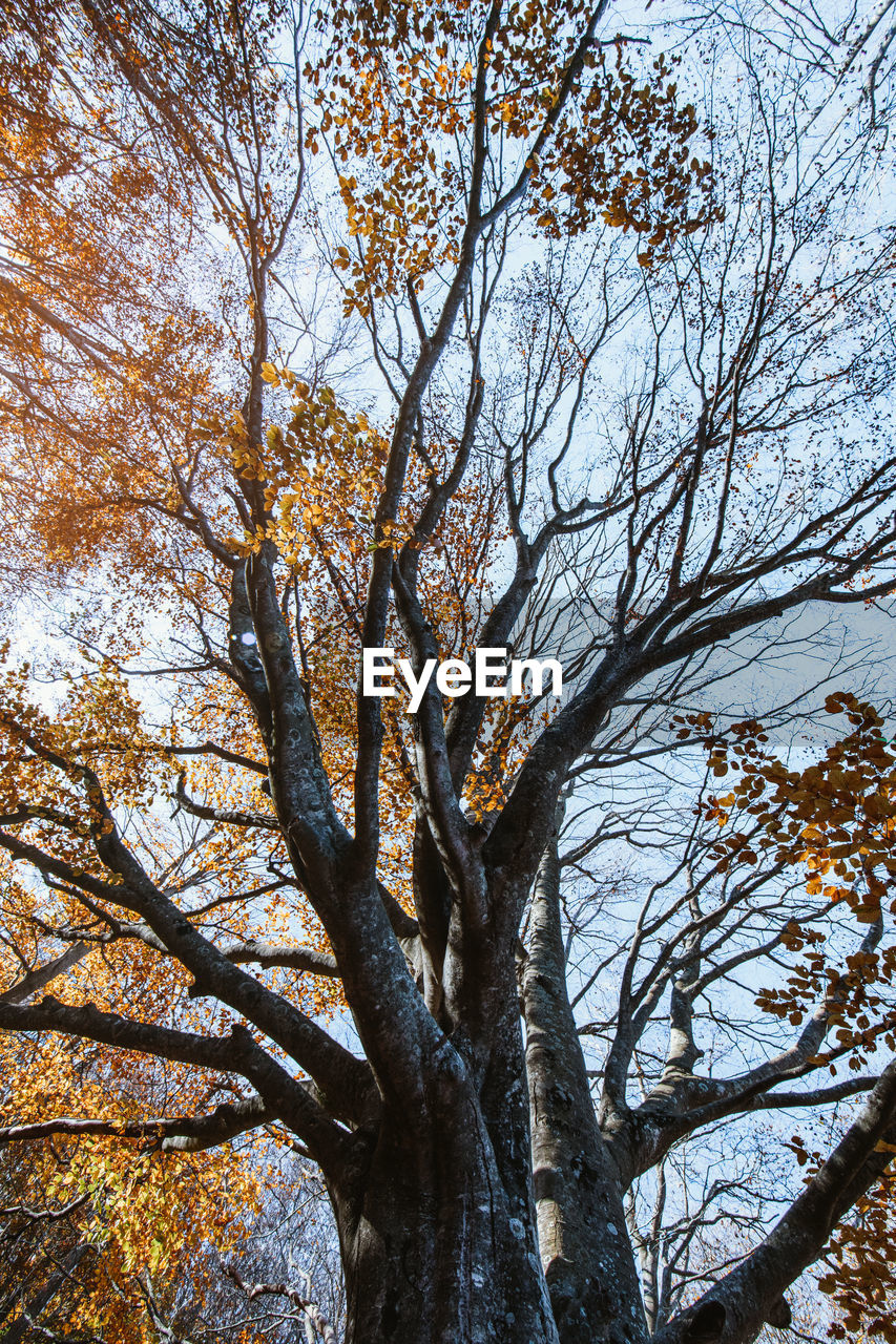 Landscape of an autumn forest at sunset