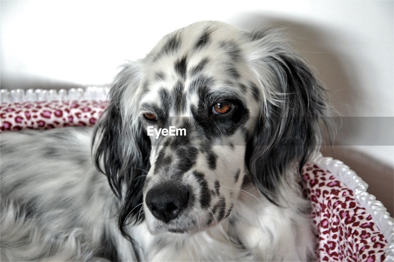 English setter