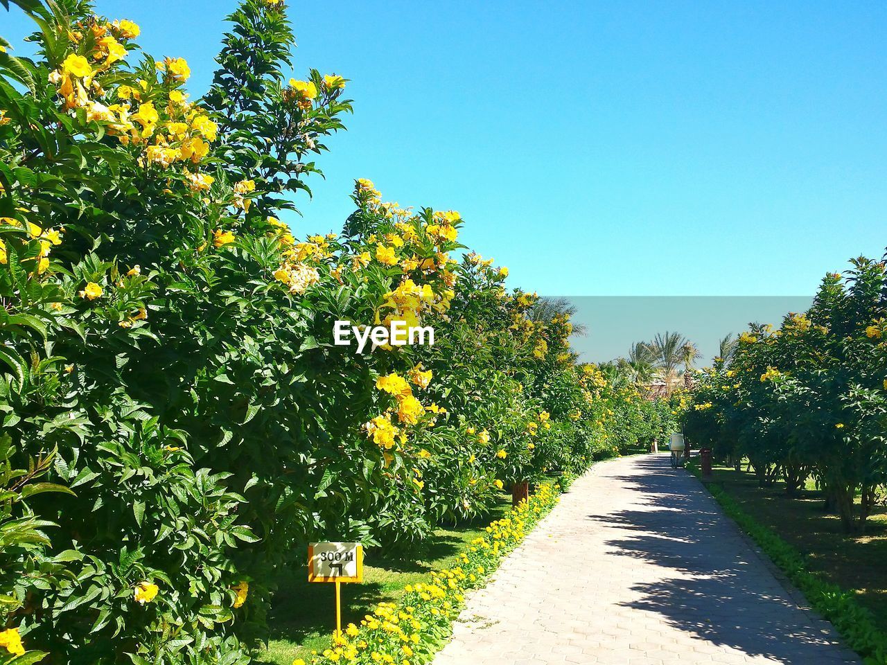 PLANTS GROWING ON TREE AGAINST BLUE SKY