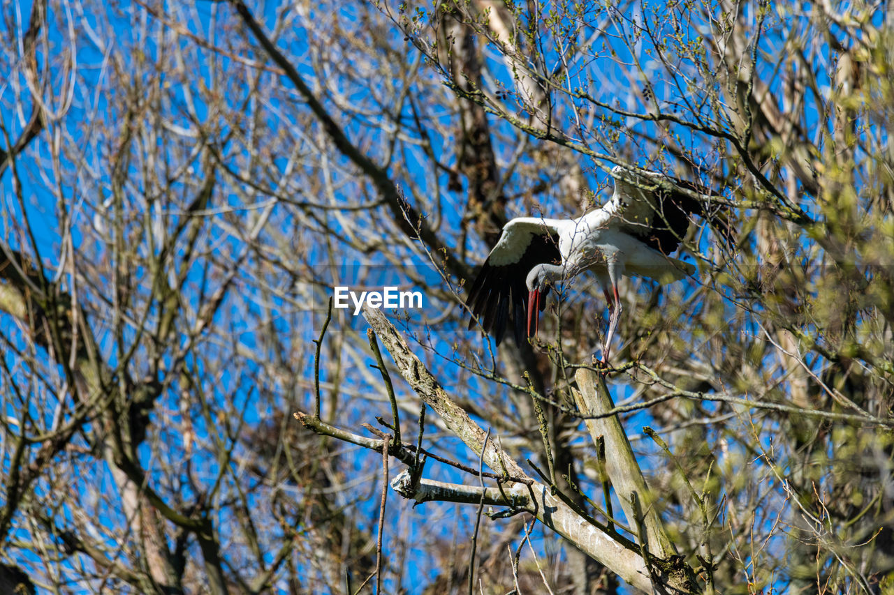 tree, branch, bird, plant, wildlife, animal themes, animal, animal wildlife, low angle view, nature, one animal, winter, no people, spring, day, perching, bare tree, outdoors, sky, blue, growth, flower