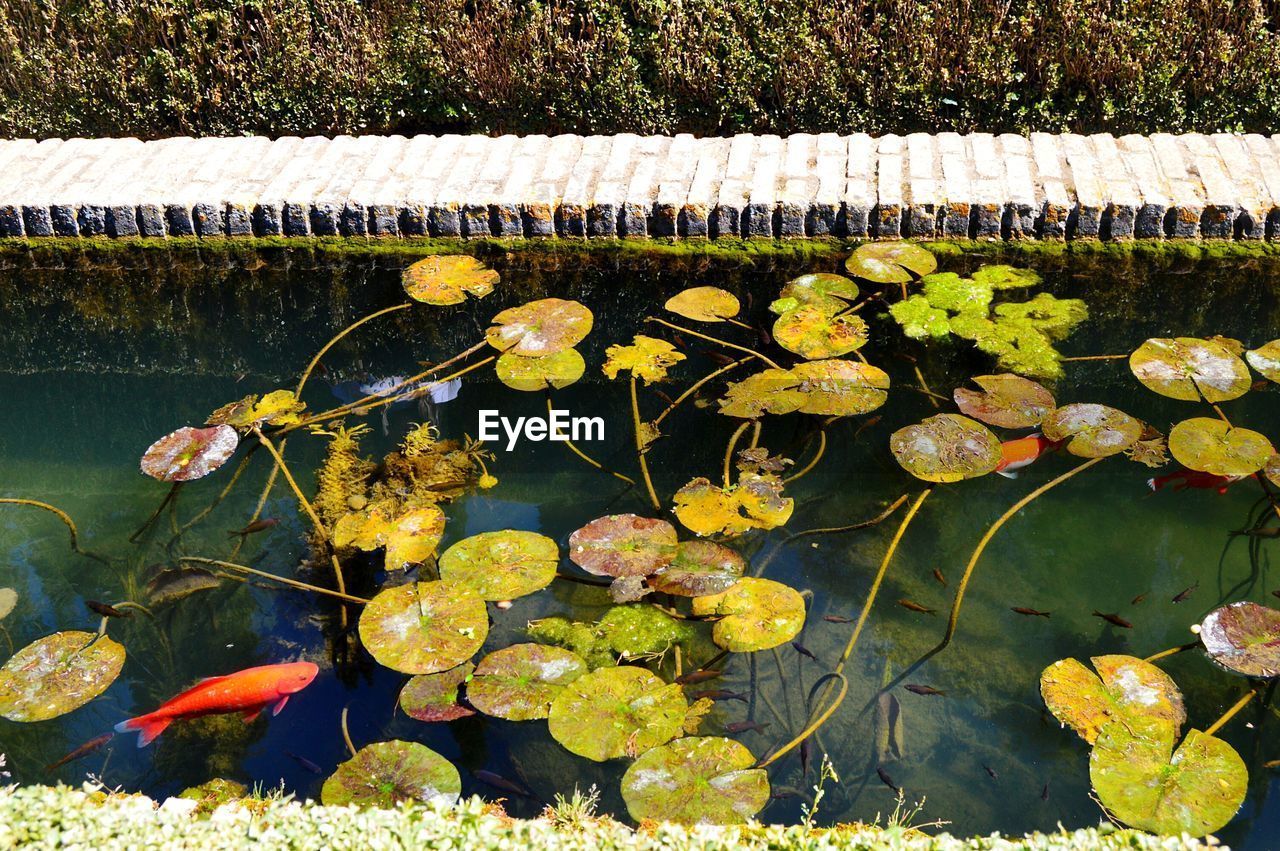 CLOSE-UP OF YELLOW LOTUS WATER LILIES