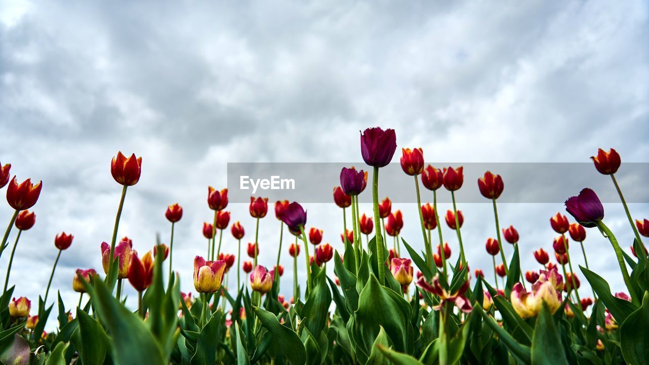 Close-up of poppies growing on field against sky