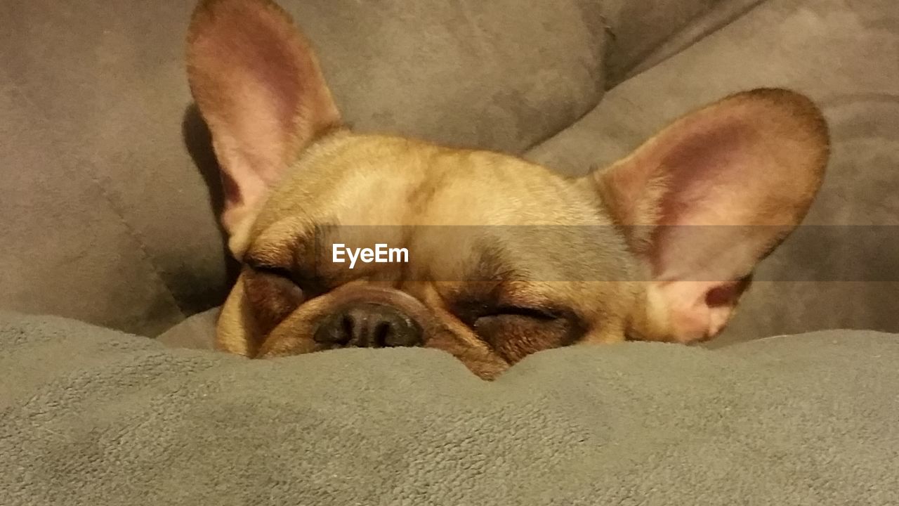 CLOSE-UP OF DOG SLEEPING ON CARPET