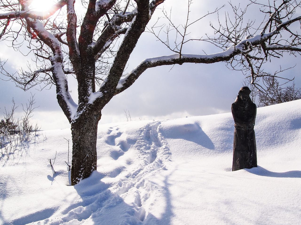 Bare tree on snow covered field