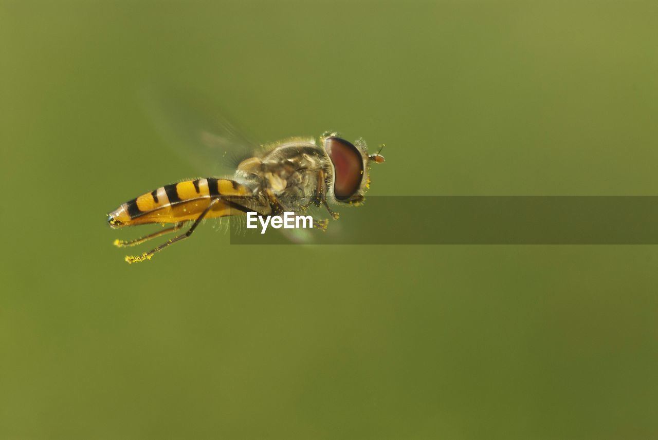 Close-up of wasp flying