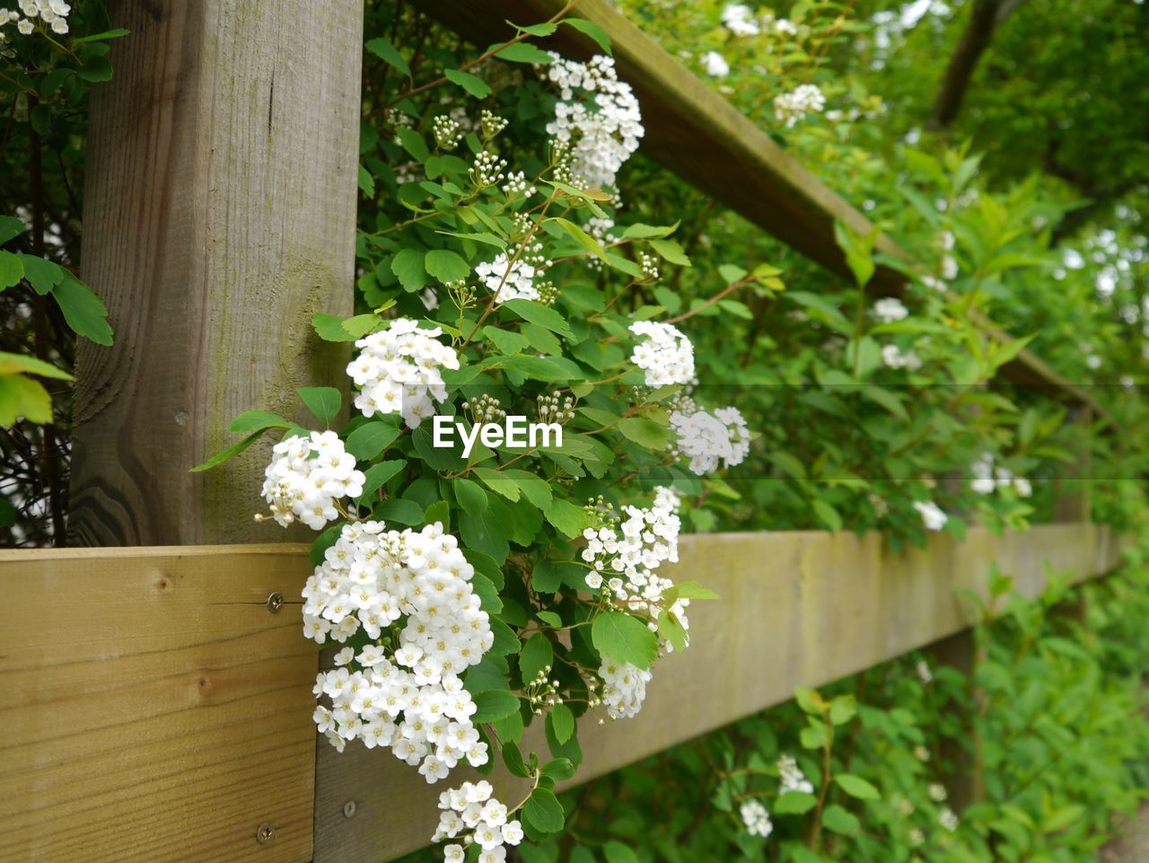 View of white flowers with leaves and wooden fence